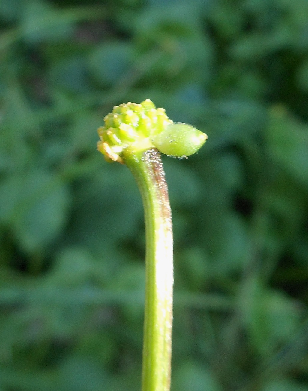 Ficaria verna (=Ranunculus ficaria) subsp. ficariiformis)